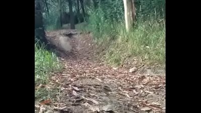 En el bosque Pt 01